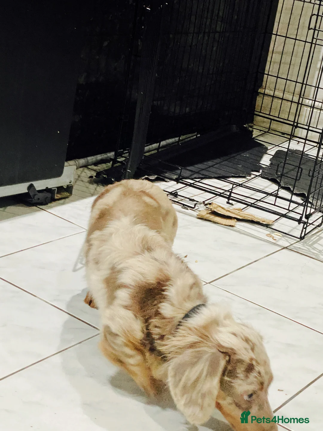 Miniature Dachshund dogs for stud: 🏆PEREZ’ CHAMPION STUD🏆  - Advert 2