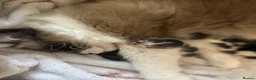 Ragdoll cats for sale: Ragdoll X kittens  in London - Advert 2