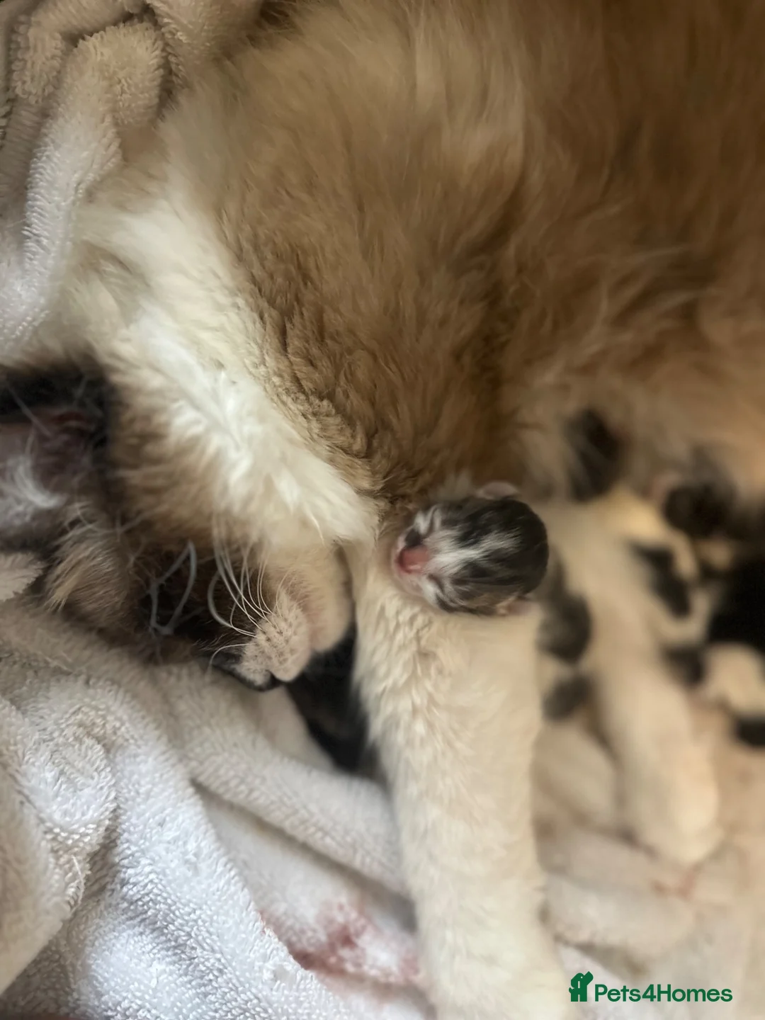Ragdoll cats for sale: Ragdoll X kittens  in London - Advert 2