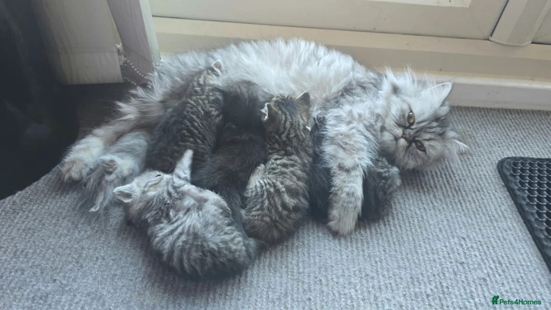 Persian cats for sale: beautiful Persian kittens 5.5 weekss - Advert 2