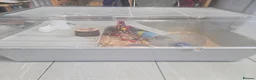 Hamster rodents for sale: Male hamster with cage in Nottingham - Advert 4