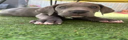 Great Dane dogs for sale: Ready to go! Pedigree blue & black Great Dane Pups - Advert 6
