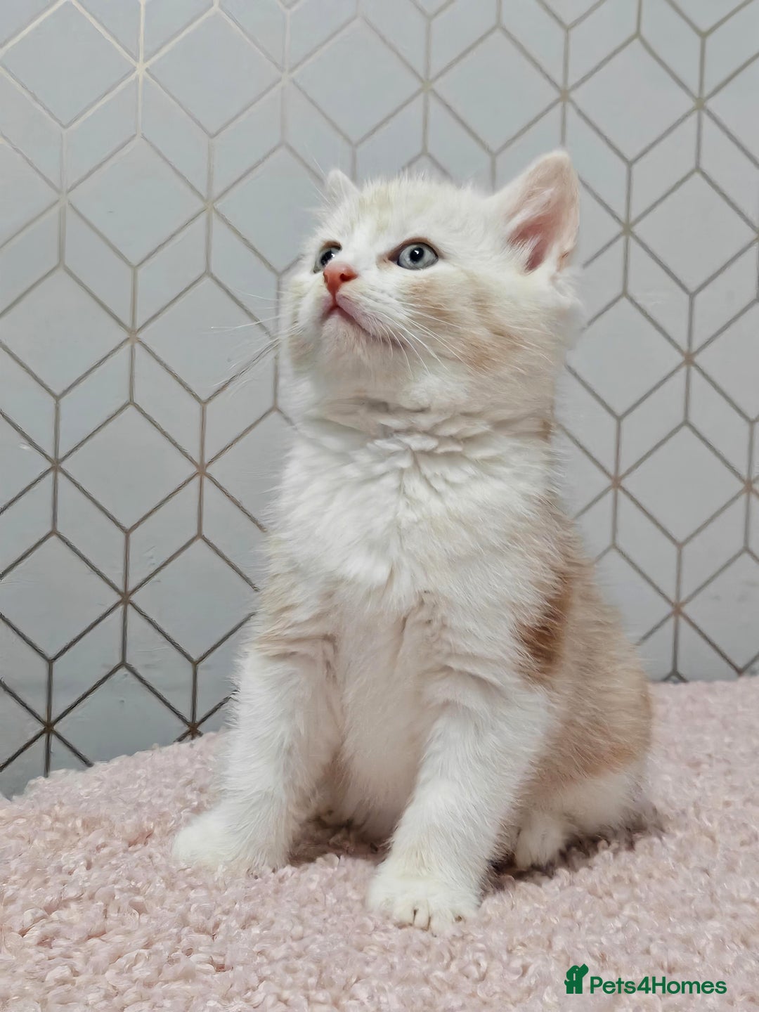 Mixed Breed cats for sale: British Shorthair Mix kittens - Ready Now - Advert 20