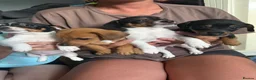 Jack Russell dogs for sale: Jack Russell  in Willenhall - Advert 5