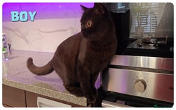 British Shorthair cats for sale: British Blue Kittens (Delivery available) - Image 2