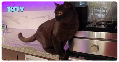 British Shorthair cats - Advert 1