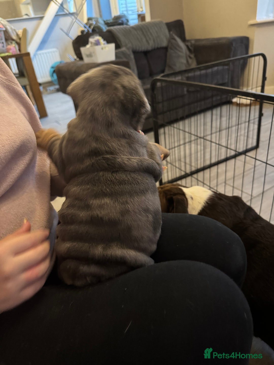 English Bulldog dogs for sale: Bettie & 007 babies short compact   - Image 22