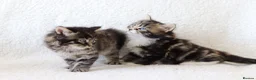 Mixed Breed cats for sale: Meet Our Beautiful Kittens! 🐾 - Advert 23