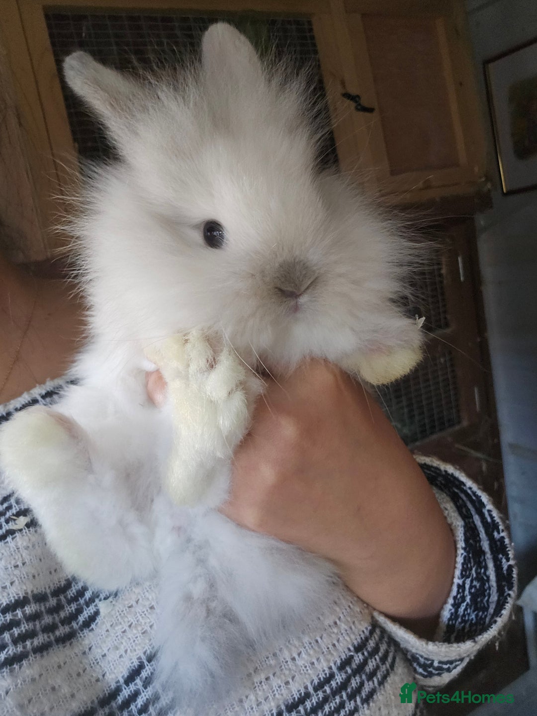 Lionhead rabbits for sale: 5 Beautiful Lion Head Babies - Advert 9