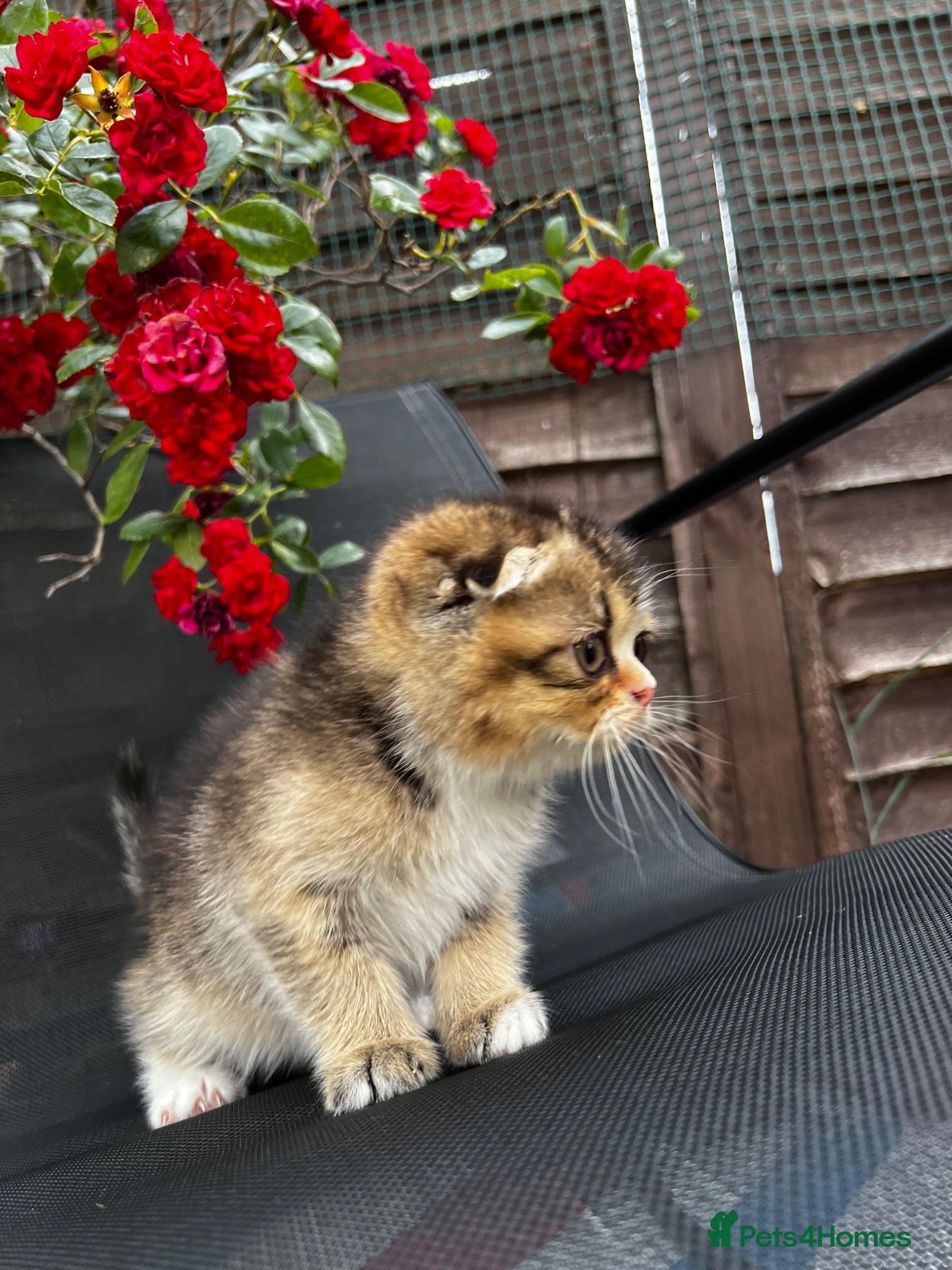 Scottish Fold cats 🥰Purebred Scottish folds looking for parents🐾 - Advert 11