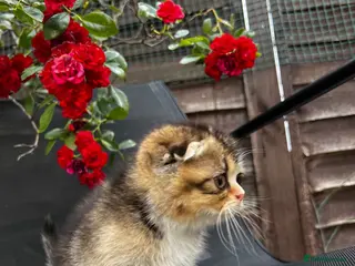 Scottish Fold cats 🥰Purebred Scottish folds looking for parents🐾 - Advert 11