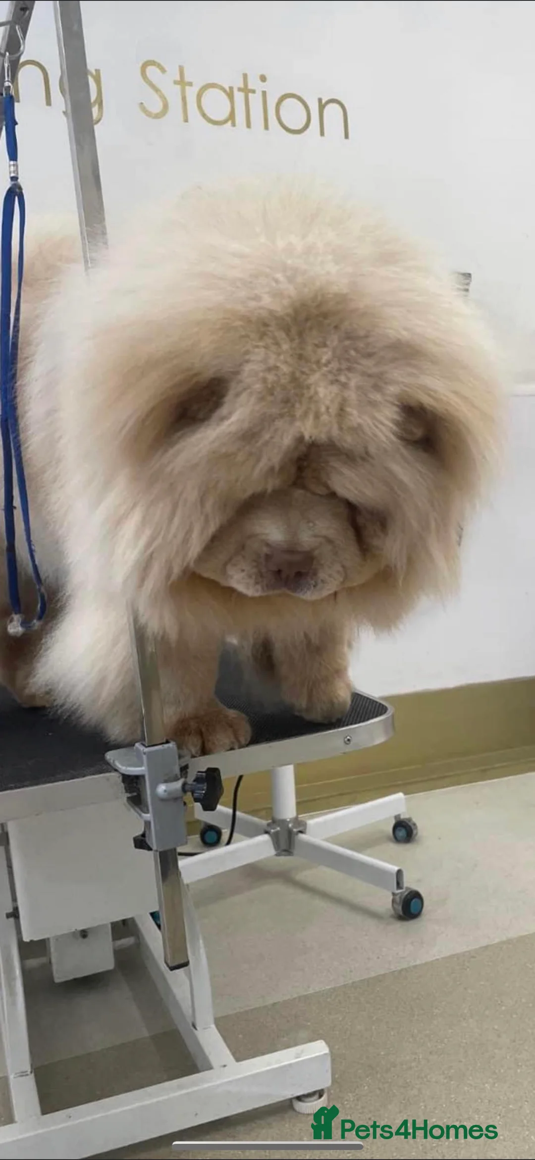 Chow Chow dogs for stud: UKs 🇬🇧 No1 Lilac platinum,top quality rare stud in Liverpool - Advert 3