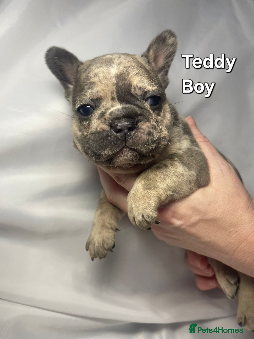 French Bulldog dogs for sale: Gorgeous litter of French Bulldog Pups  - Advert 11