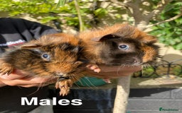Guinea Pig rodents for sale: Guinea Pig Babies for Sale - Image 3