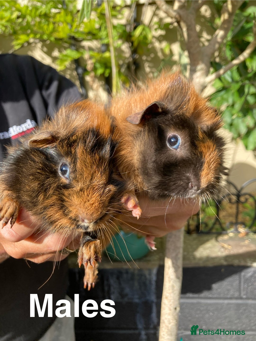 Guinea Pig rodents for sale: Guinea Pig Babies for Sale - Image 3