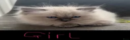 Ragdoll cats for sale: Ready to go now… Gorgeous ragdoll kittens - Advert 2