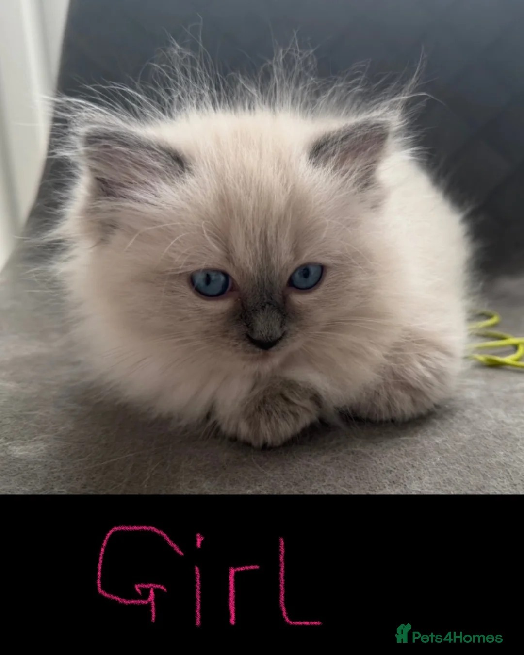 Ragdoll cats for sale: Ready to go now… Gorgeous ragdoll kittens - Advert 2