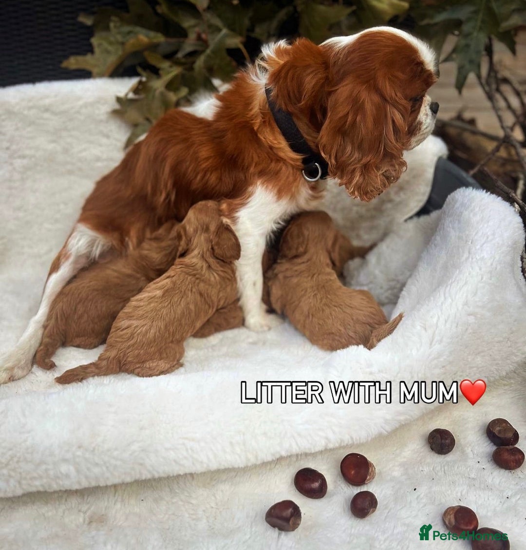 Cavapoo dogs for sale: 🐾red F1 Cavapoo puppies🐾  - Image 10
