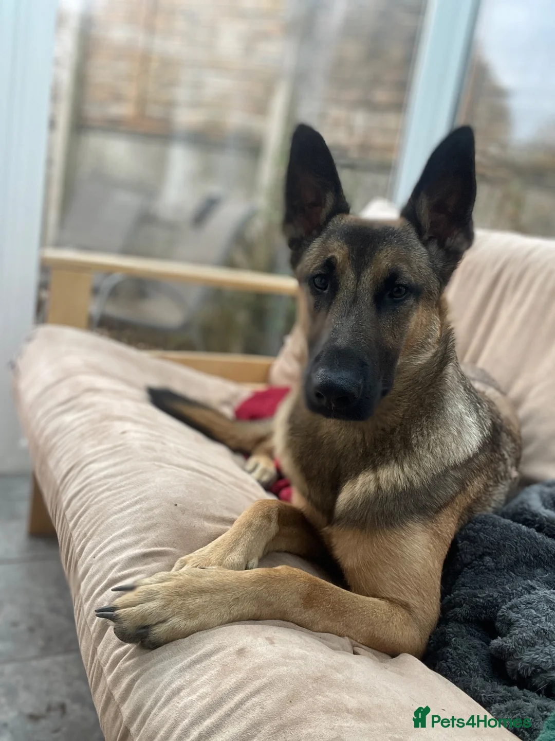 Mixed Breed dogs for sale: 🐾 Experienced home wanted! Belgian Malinois x GSD in Bodmin - Advert 1