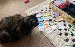 Mixed Breed cats for sale: Three year old Tortoiseshell female - Image 7