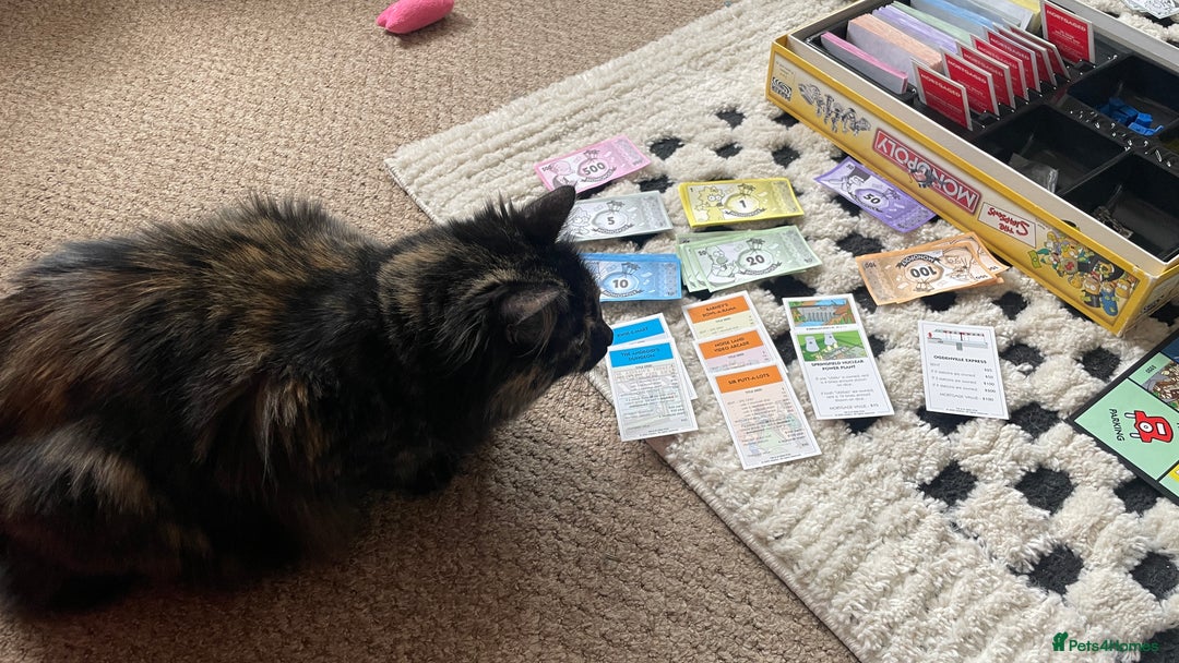 Mixed Breed cats for sale: Three year old Tortoiseshell female - Image 7