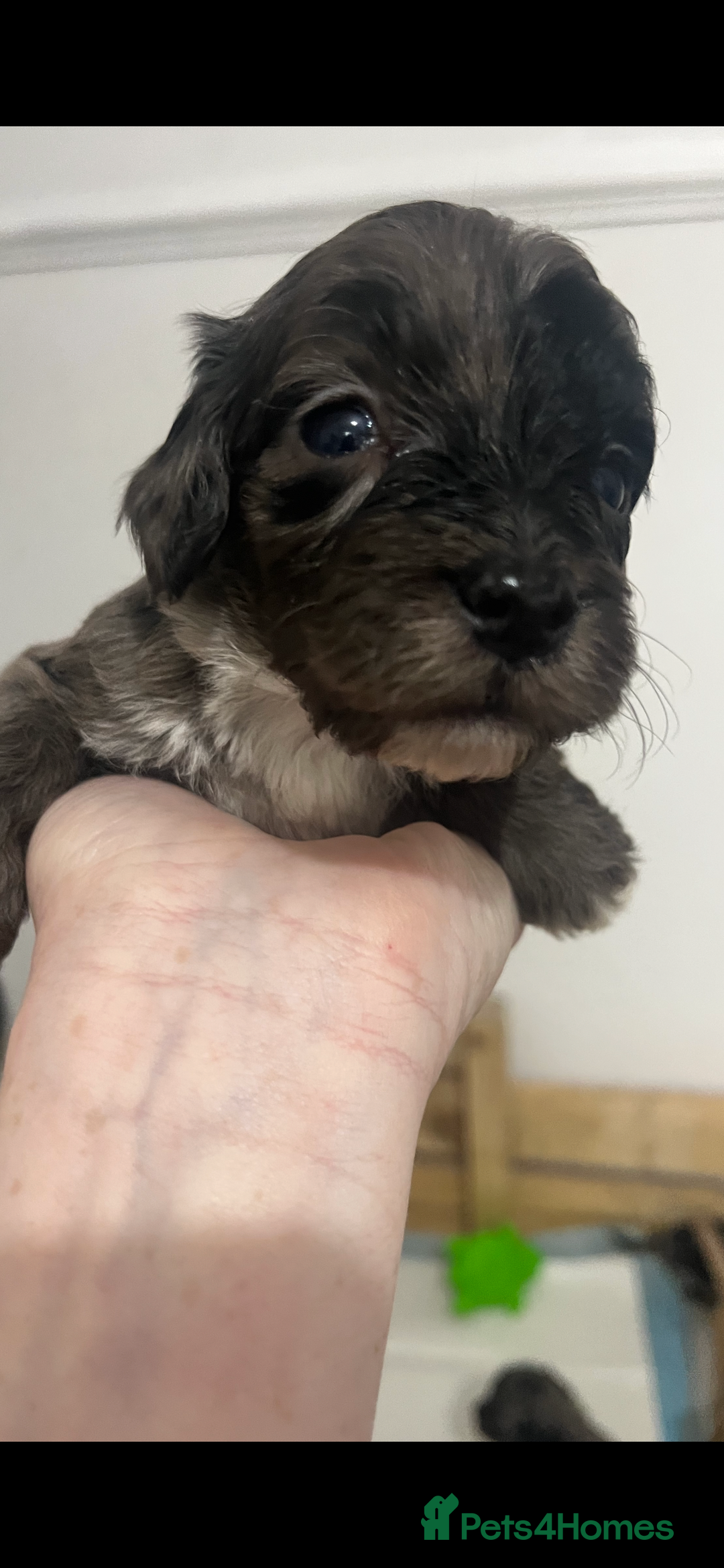 Cockapoo dogs for sale: Cockapoo Puppies - Advert 2