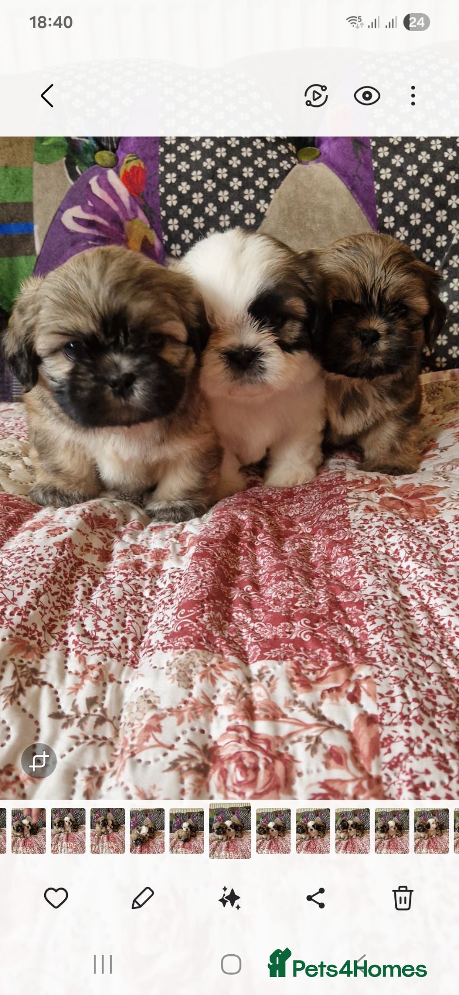 Shih Tzu dogs Shih-tzu pedigree puppies - Advert 3