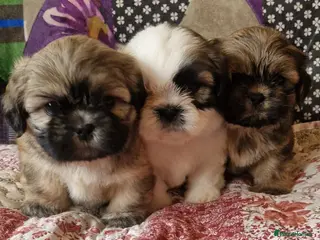 Shih Tzu dogs Shih-tzu pedigree puppies - Advert 3