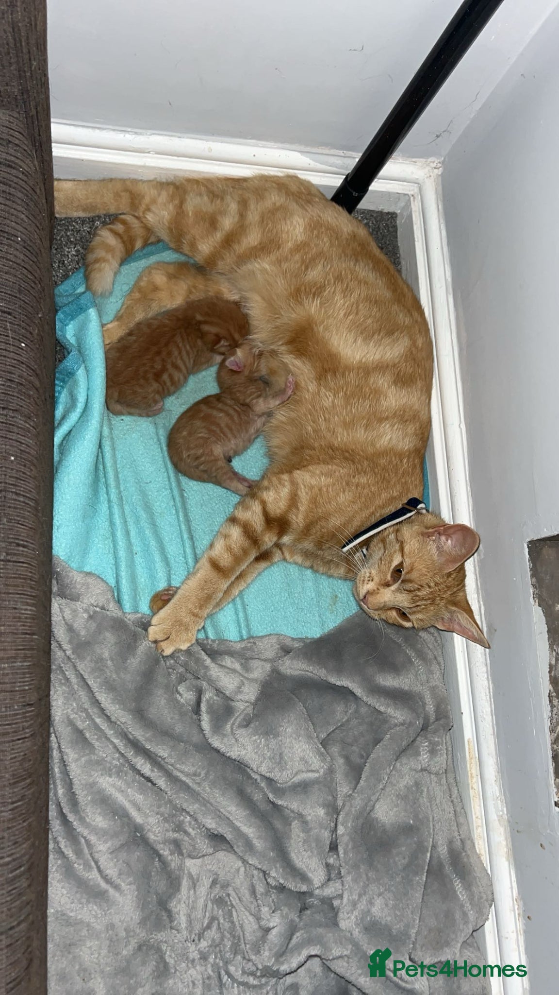 Persian cats Kittens for sale - Advert 1