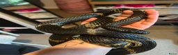 Rat Snake reptiles for sale: Russian Rat Snake with Vivarium and all items - Advert 2