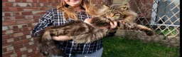 Maine Coon cats for sale: Maine coon kittens available!  - Advert 8