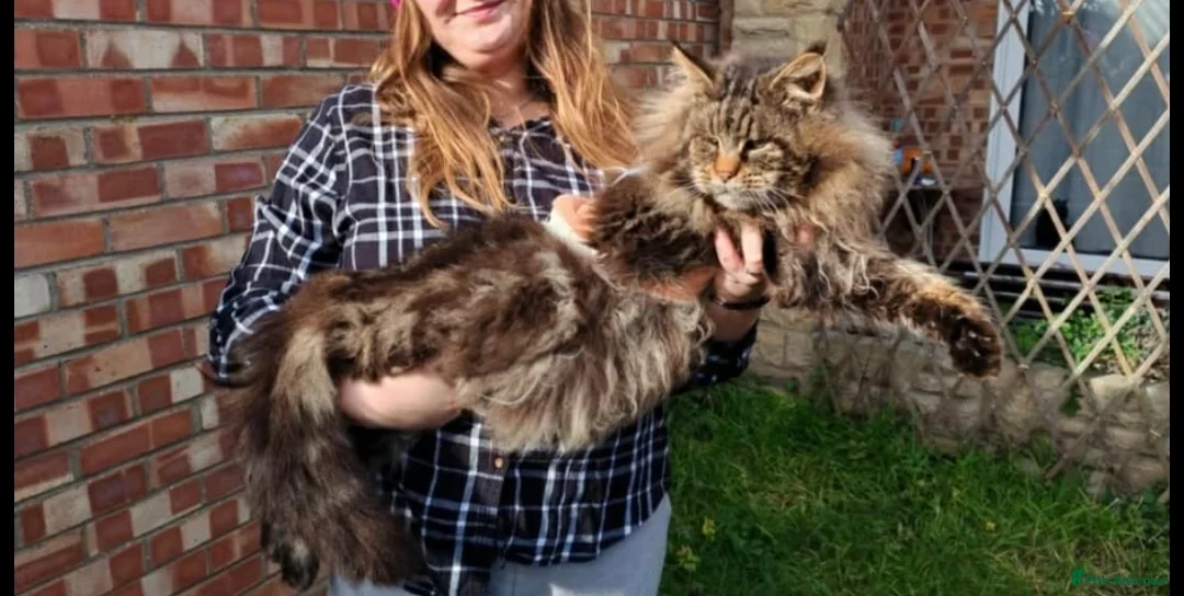 Maine Coon cats for sale: Maine coon kittens available!  - Advert 8