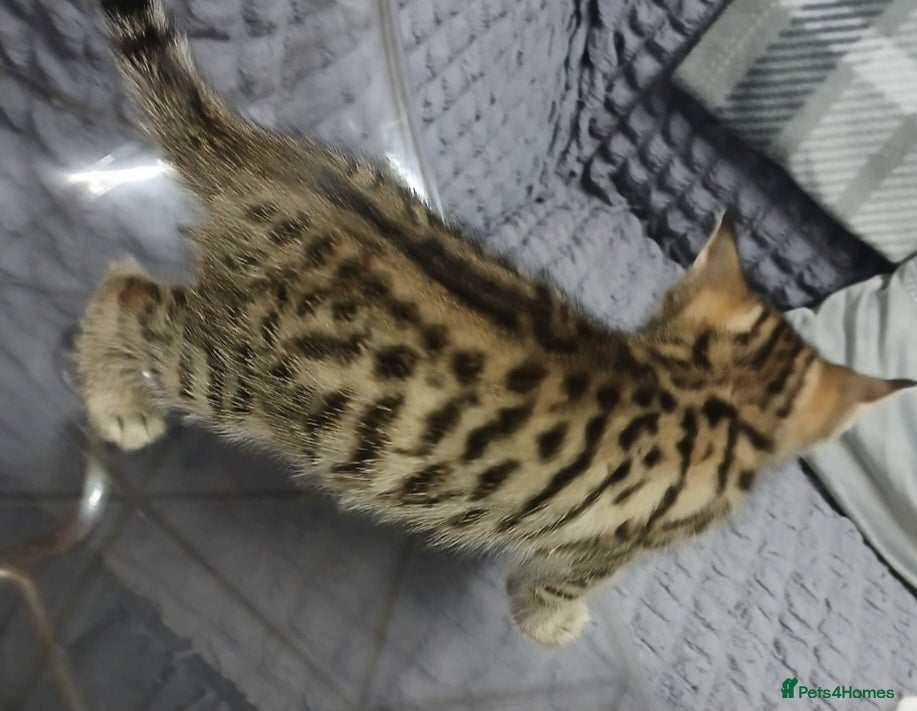 Bengal cats Cute female bengal kitten - Advert 1