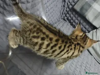Bengal cats Cute female bengal kitten - Advert 1