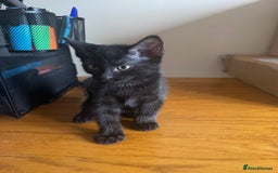 Mixed Breed cats for sale: Mixed kittens  - Image 4