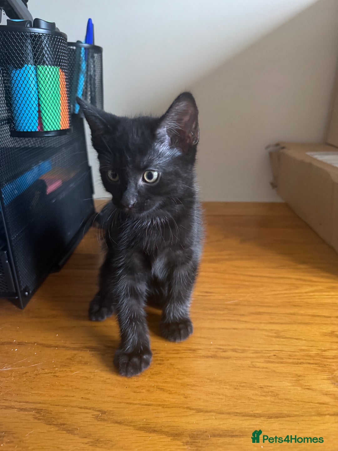 Mixed Breed cats for sale: Mixed kittens  - Image 4