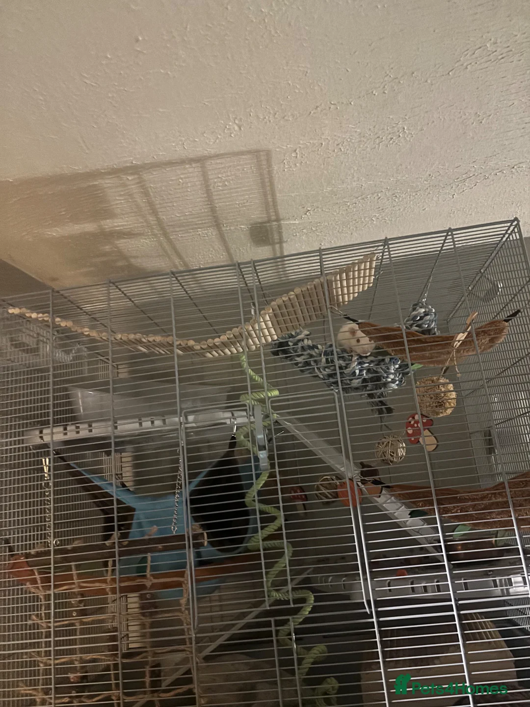 Rat rodents for sale: Two male rats  in Sheffield - Advert 2