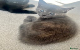 Ragdoll cats for sale: Pretty and affectionate grey ragdoll x tuxedo girl - Image 10
