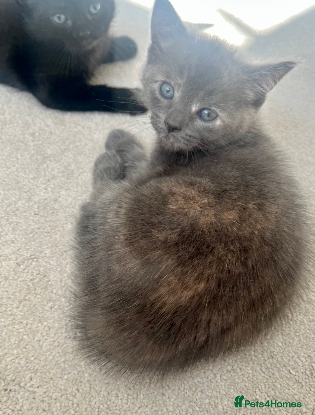 Ragdoll cats for sale: Pretty and affectionate grey ragdoll x tuxedo girl - Image 10