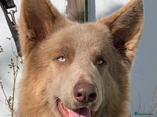 German Shepherd dogs Proven kcreg Isabella German shepherd stud dog in Dundee - Advert 3