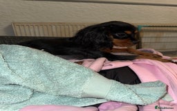 Cavalier King Charles Spaniel dogs for sale: Handsome Black and Tan boy - Image 5