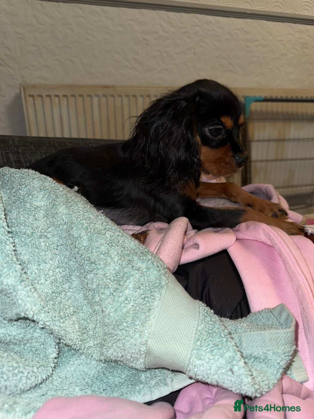 Cavalier King Charles Spaniel dogs for sale: Handsome Black and Tan boy - Image 5