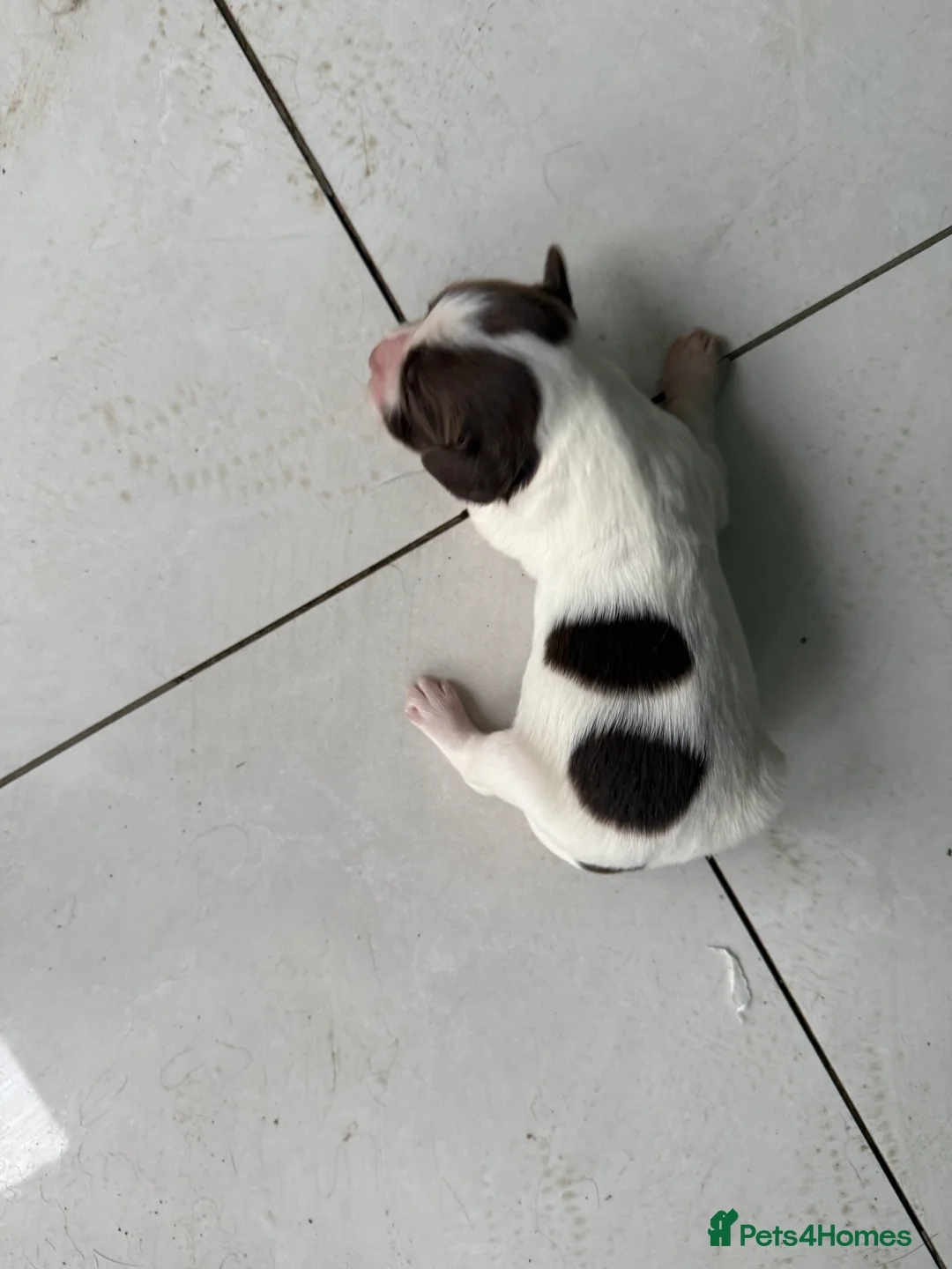 English Springer Spaniel dogs for sale: Outstanding FTCH Line working Springer Spaniel  - Advert 2