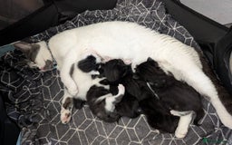 Domestic Shorthair cats for sale: Gorgeous black girl kitten - Image 5