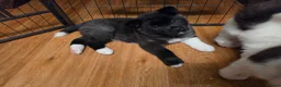 Akita dogs for sale: KC registered American Akita puppies - Advert 17