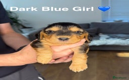 Cocker Spaniel dogs for sale: Beautiful show and working cockers - Image 2
