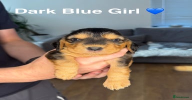 Cocker Spaniel dogs - Advert 10