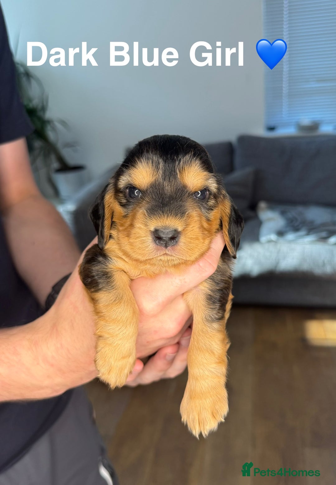 Cocker Spaniel dogs for sale: Beautiful show and working cockers - Image 2