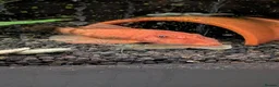 Other/Mixed Breed fish for sale: Tropical fish  - Advert 2