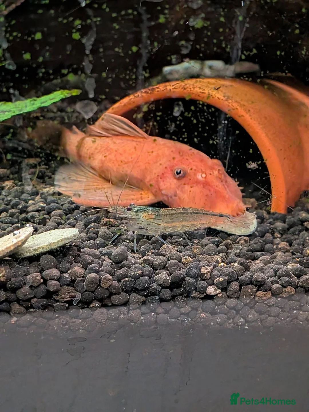 Other/Mixed Breed fish for sale: Tropical fish  - Advert 2